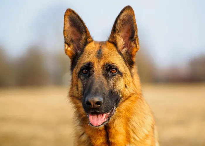 Lägenhet Large In The Beautiful Sauerland With Garden, Patio And Sauna *